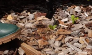 Désherbant : Test du Meilleur Produit, Guide et Avis