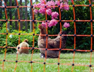 Cloture poulailler : Test du Meilleur Produit, Guide et Avis