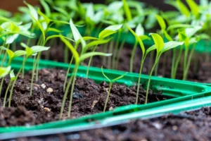 Semences agricoles : par où commencer ?