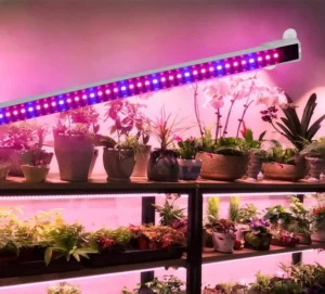 Lampe horticole : Test du Meilleur Produit, Guide et Avis