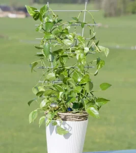 Palissage vigne mur : Test du Meilleur Produit, Guide et Avis