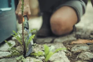 Comparatif et Guide pour acheter le meilleur serpette