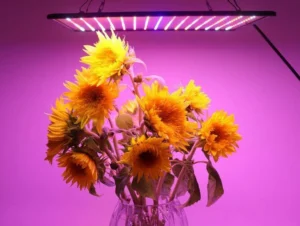 Lampe led culture indoor : Test du Meilleur Produit, Guide et Avis