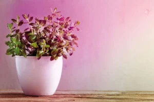 Lampe plante : Test du Meilleur Produit, Guide et Avis